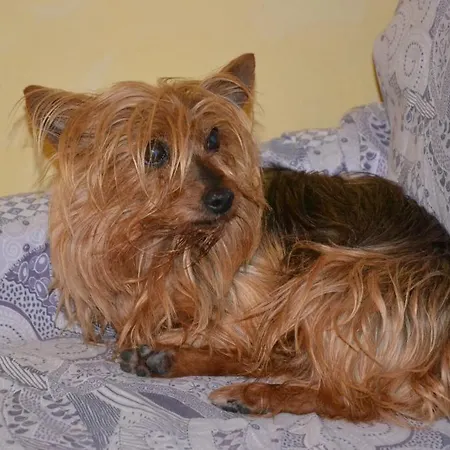 Mimosa Couette-café *